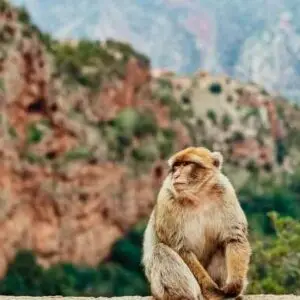 From Marrakech: Ouzoud Waterfalls Guided Hike and Boat Trip